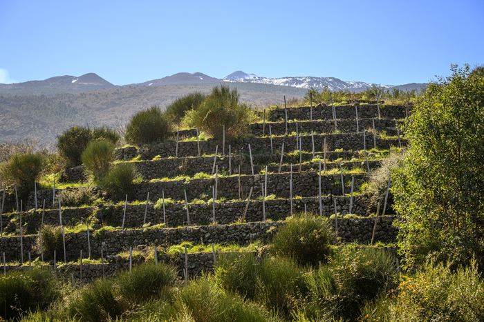 Terraced vineyards on Etna, with the snowy summit in the distance