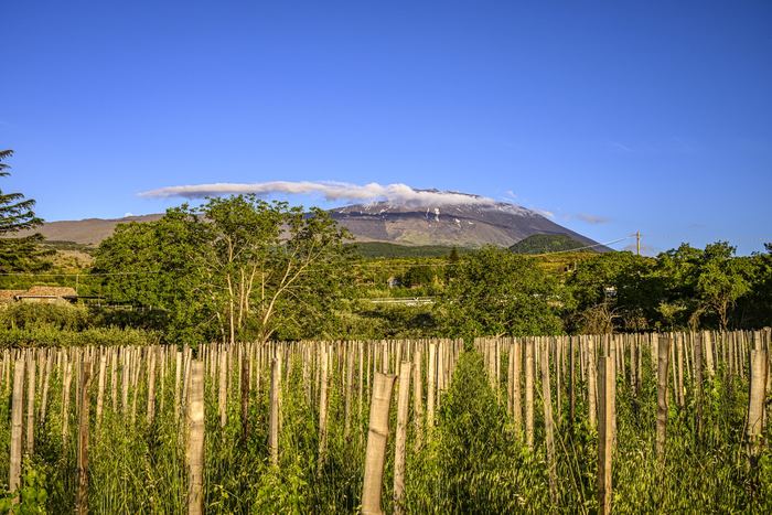 Young vines on the northern slope, with Mount Etna behind