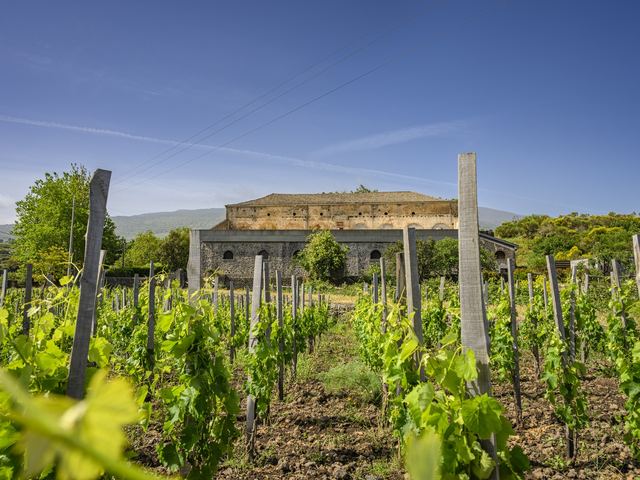 Vineyards around the Graci winery